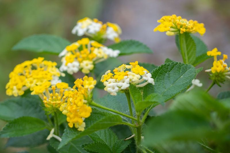 Lantana