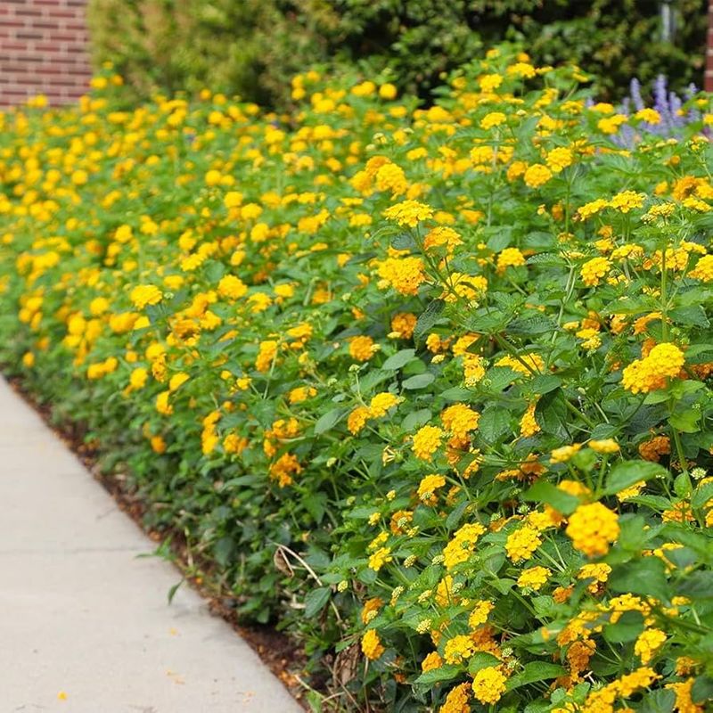 Lantana