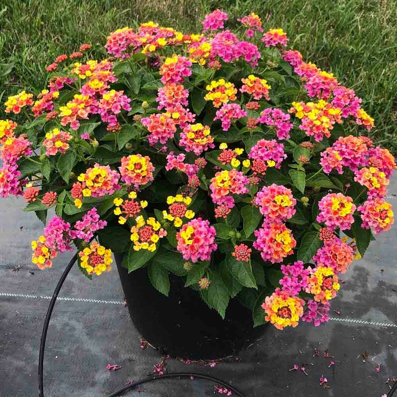 Lantana