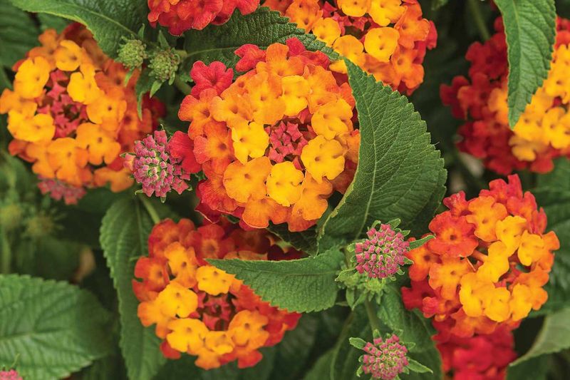 Lantana