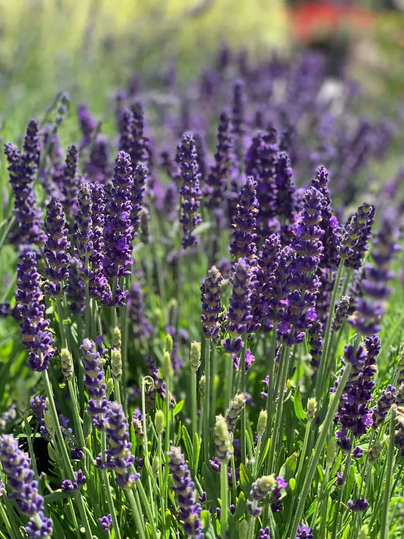 Lavandula (Lavender)