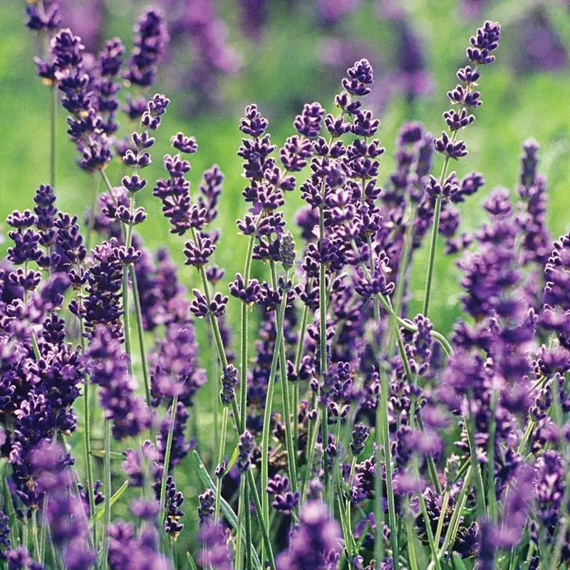 Lavandula (Lavender)