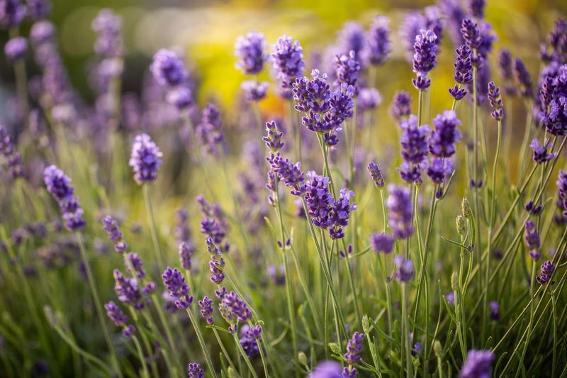 Lavandula angustifolia (English Lavender)