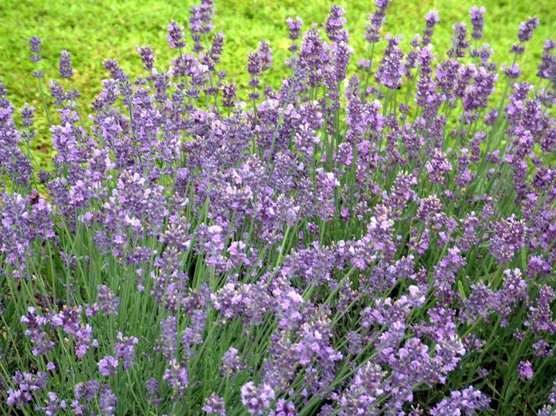 Lavender