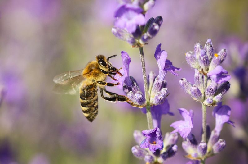 Lavender