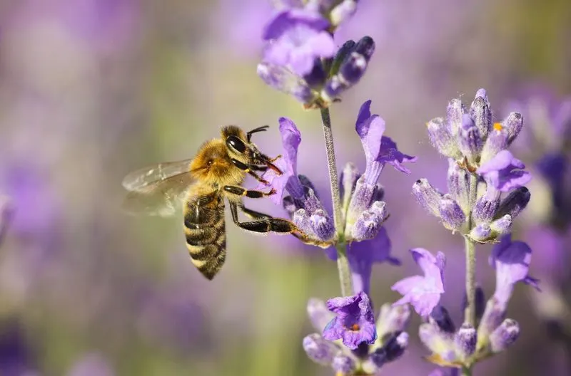 Lavender