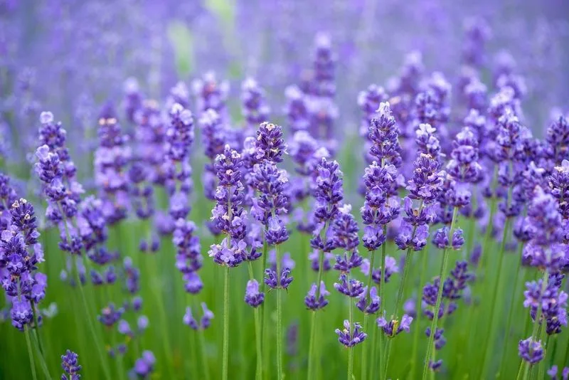 Lavender