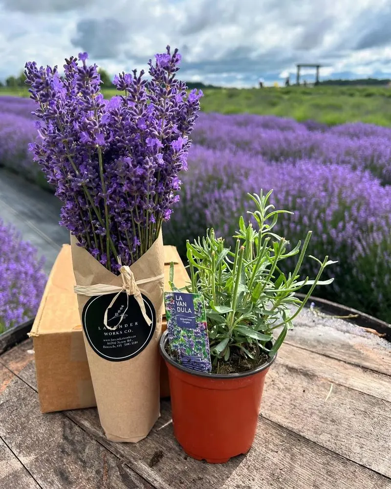 Lavender (Lavandula)