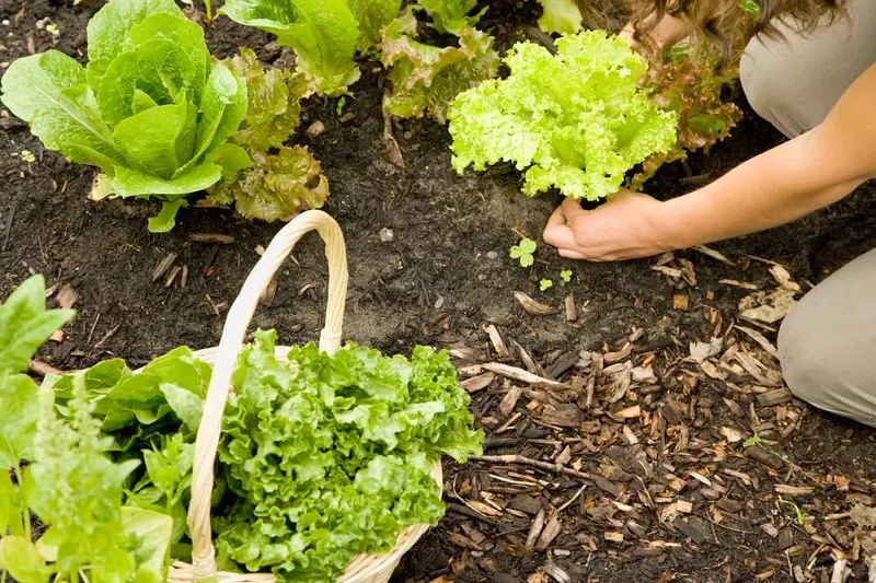 Leaf Lettuce