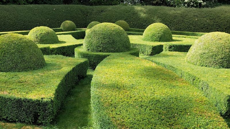 Learning Topiary Art