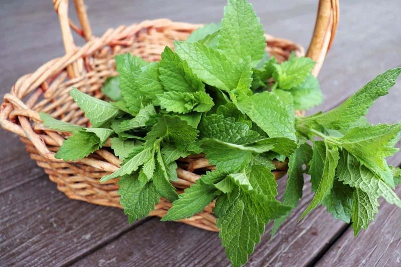 Lemon Balm