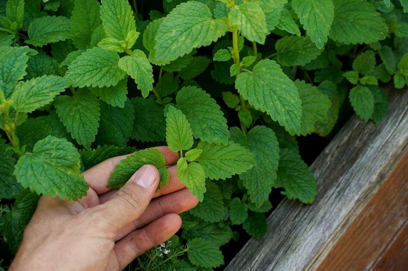 Lemon Balm