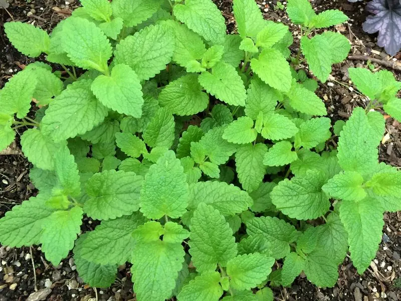 Lemon Balm