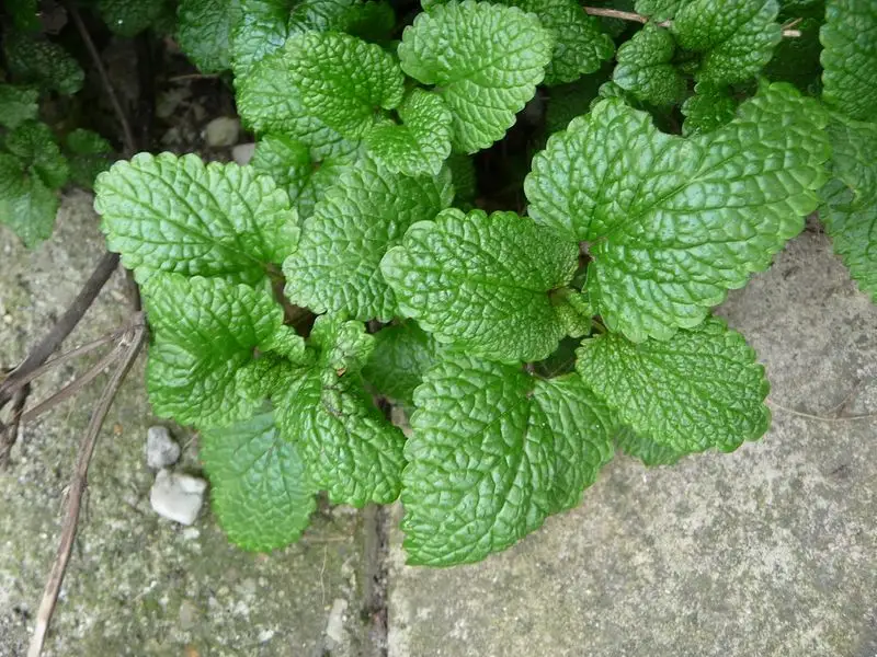 Lemon Balm