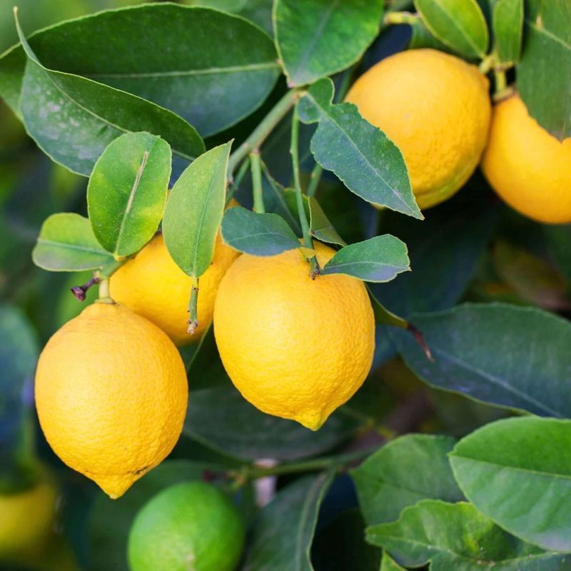 Lemon Tree