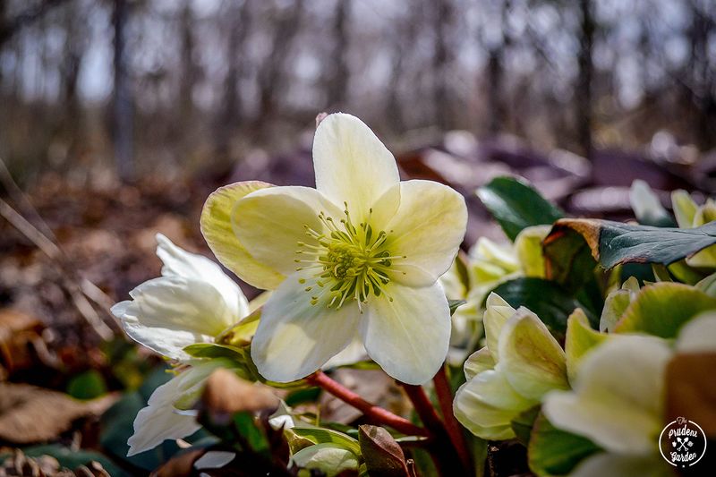 Lenten Rose