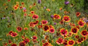 Let Nature Do the Work With 28 Wildflowers for Easy Low-Maintenance Gardening