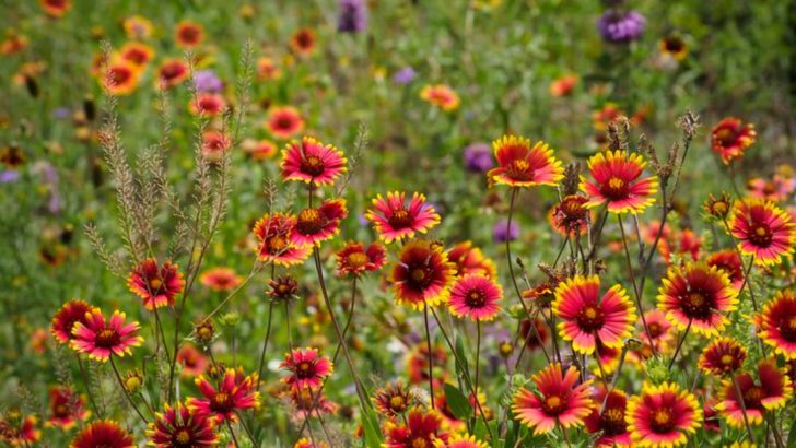 Let Nature Do the Work With 28 Wildflowers for Easy Low-Maintenance Gardening