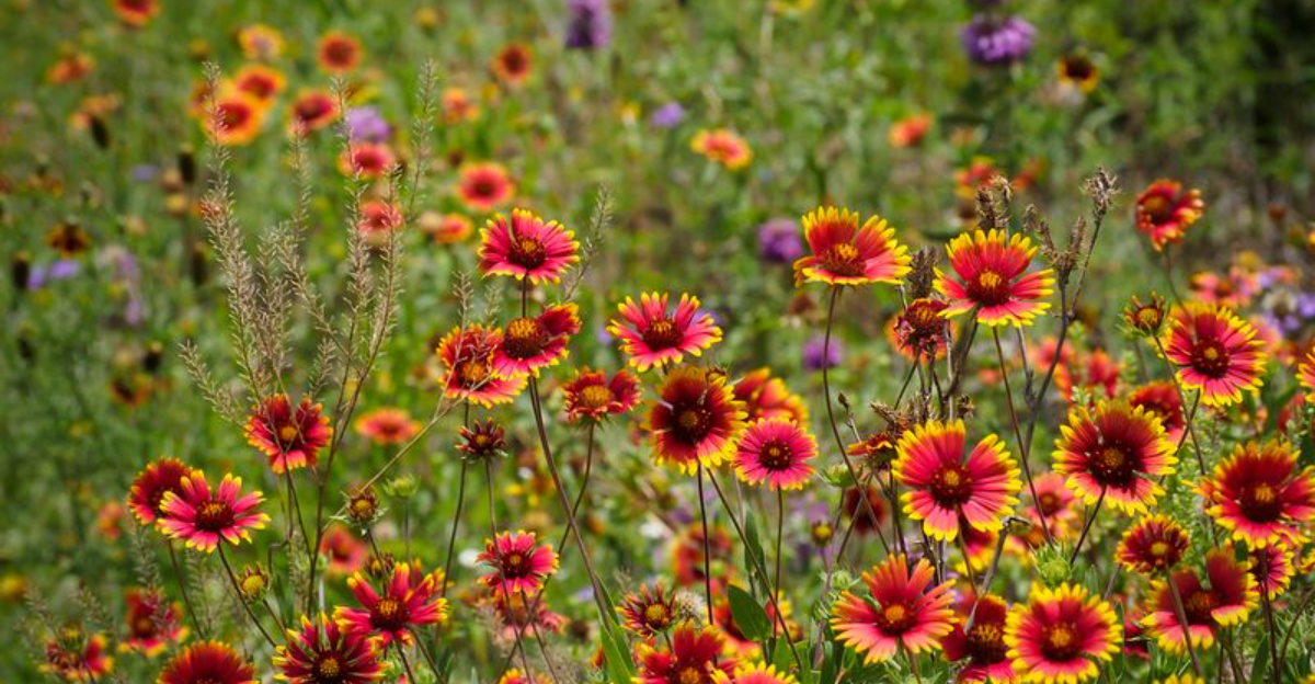 Let Nature Do the Work With 28 Wildflowers for Easy Low-Maintenance Gardening