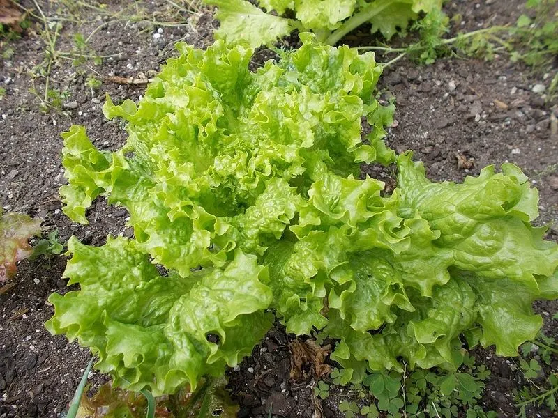 Lettuce