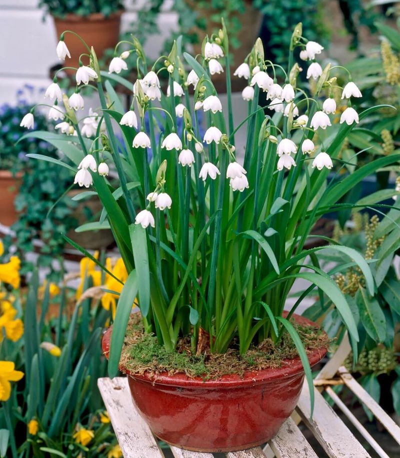 Leucojum