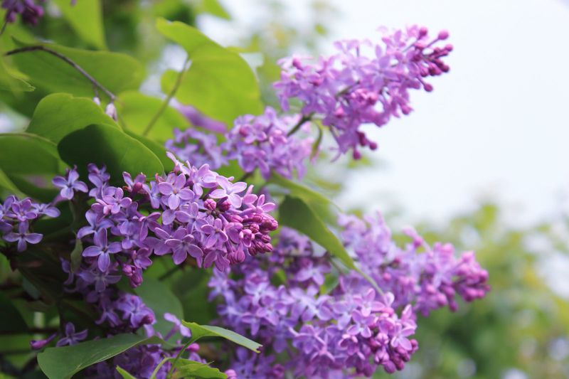 Lilac