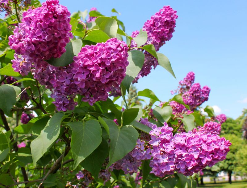 Lilac Bush