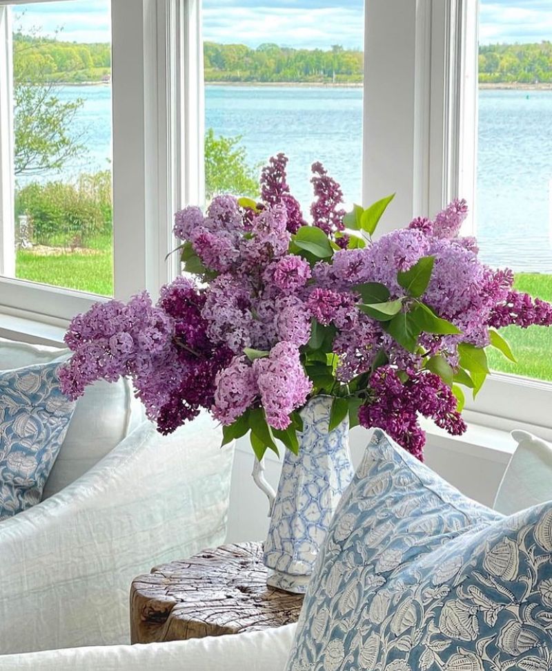 Lilac (Syringa vulgaris)