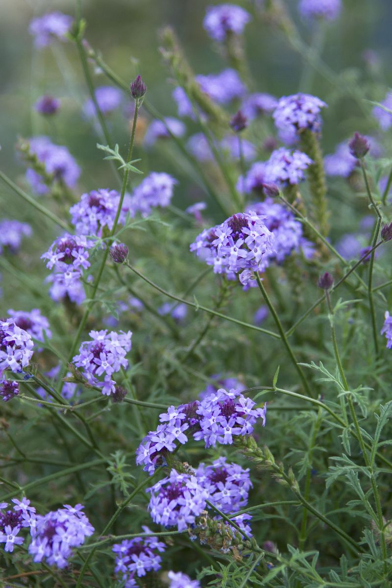 Lilac Verbena