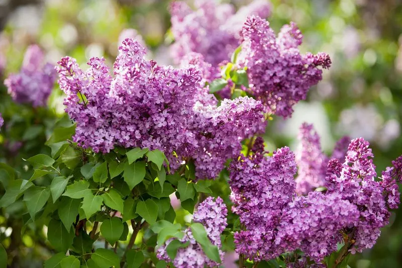 Lilacs