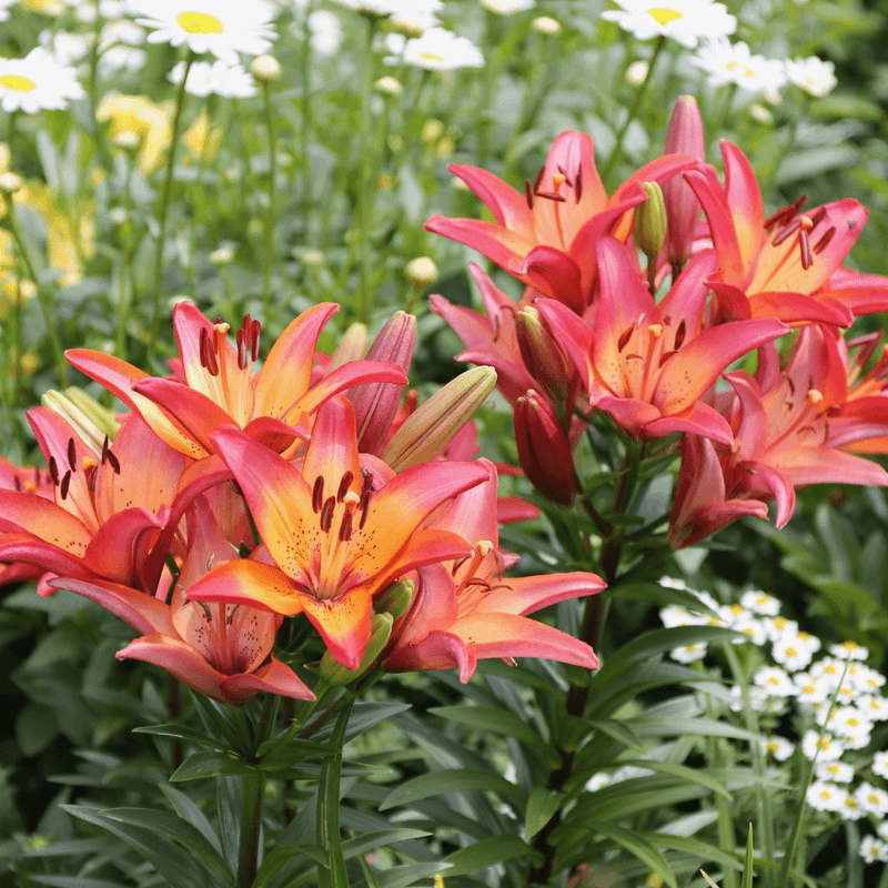 Lilies