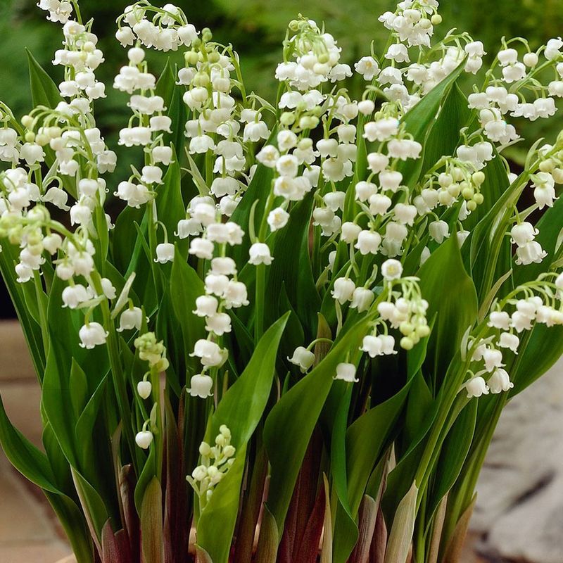 Lily of the Valley