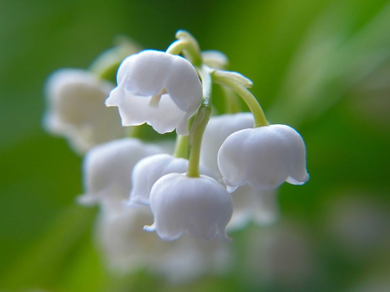 Lily of the Valley