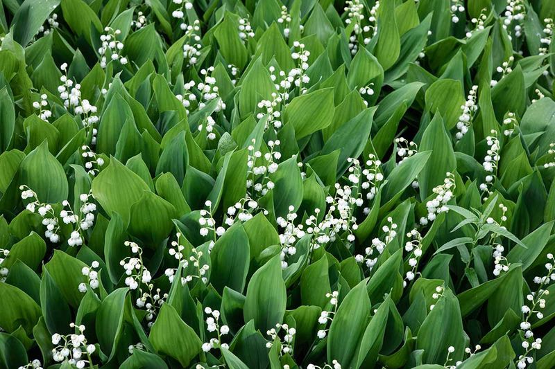 Lily of the Valley