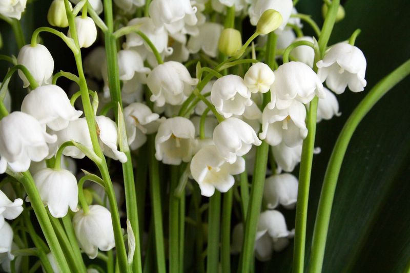 Lily of the Valley