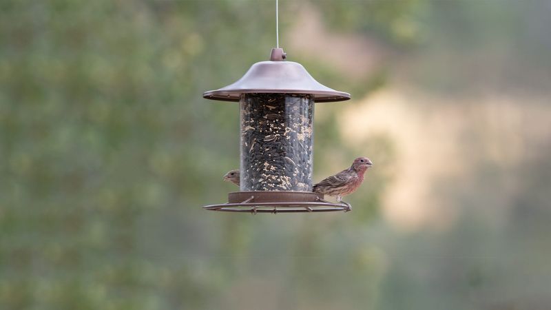 Limit Bird Feeder Spillage