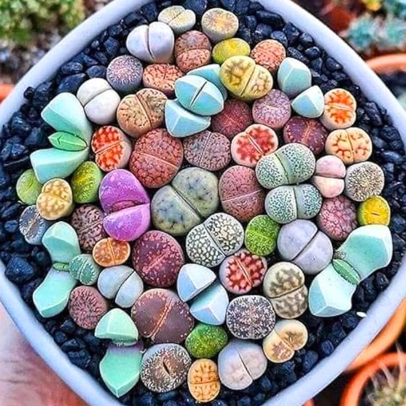 Lithops