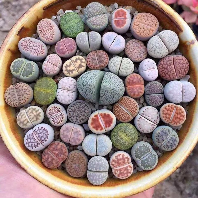 Lithops