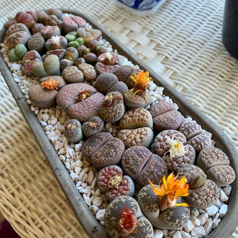 Lithops