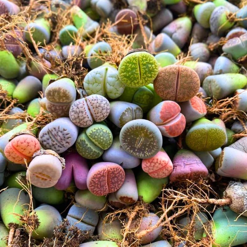 Lithops