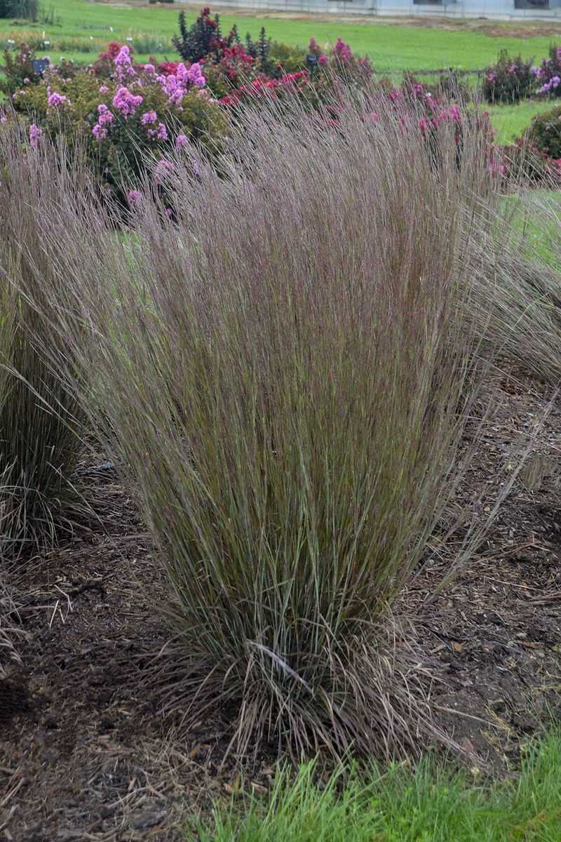 Little Bluestem