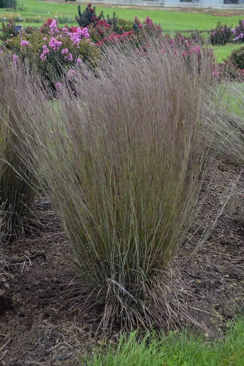 Little Bluestem