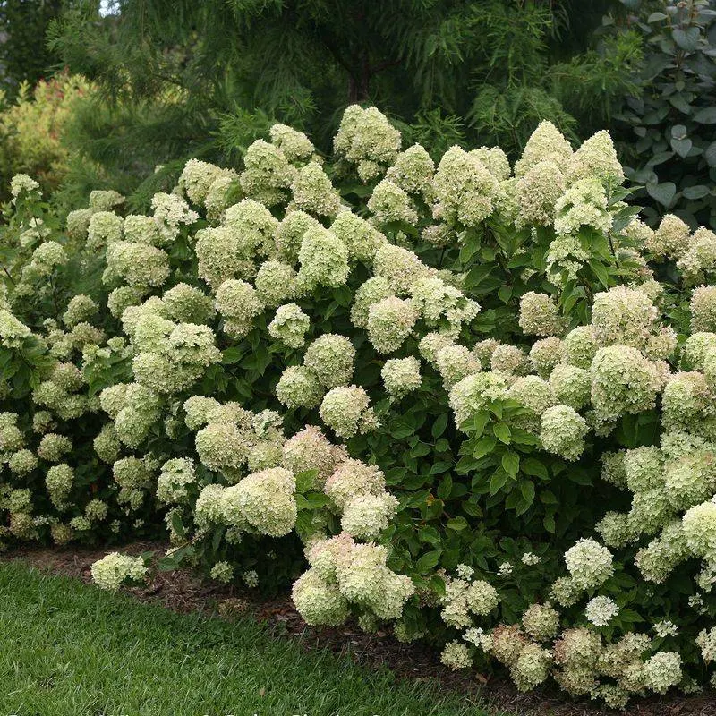 Little Lime Hydrangea