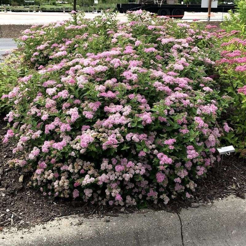 Little Princess Spirea