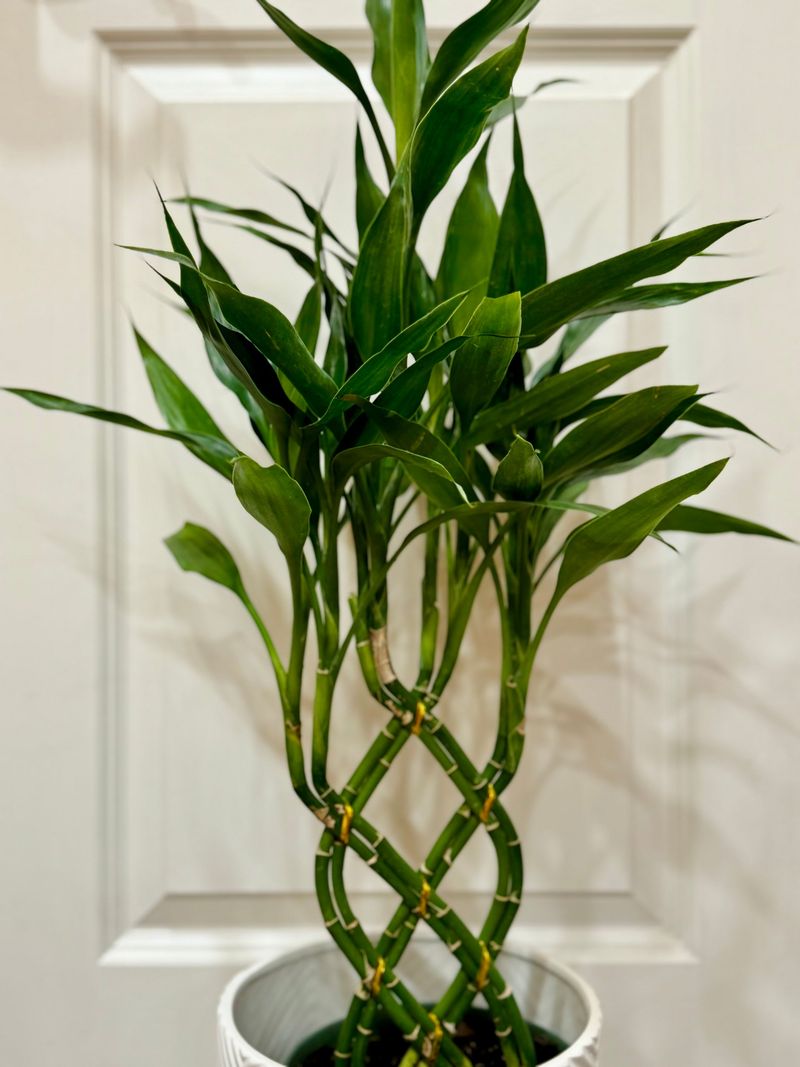 Lucky Bamboo (Dracaena sanderiana)