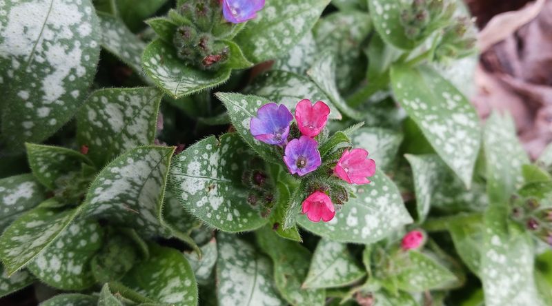 Lungwort