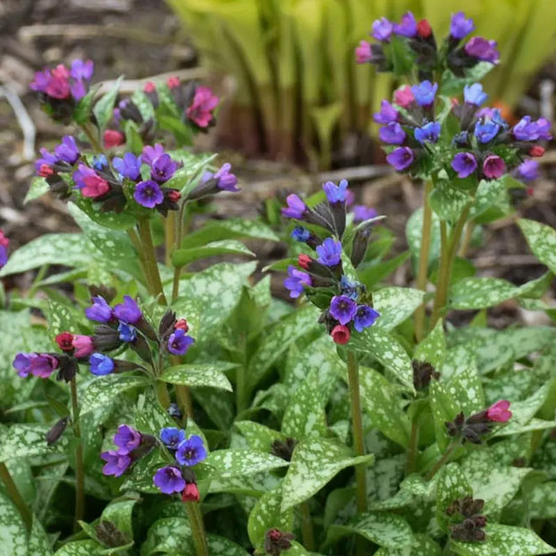 Lungwort