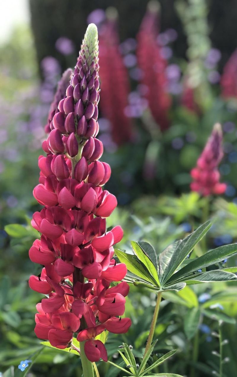 Lupin (Lupinus)