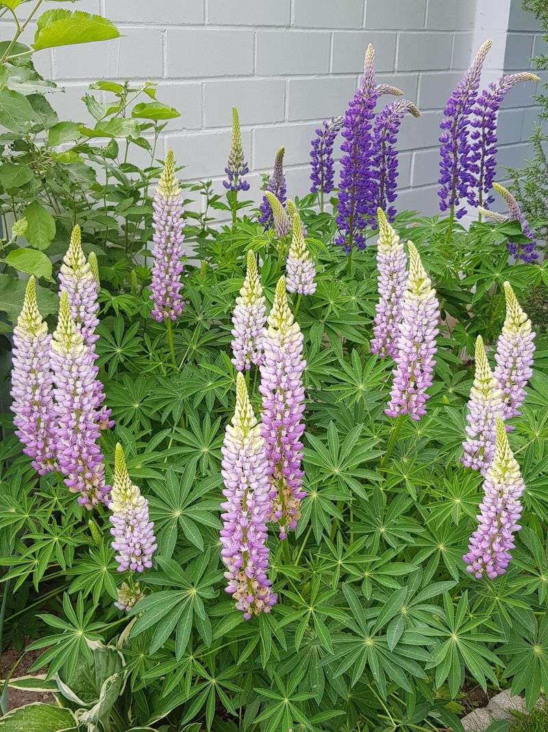 Lupine