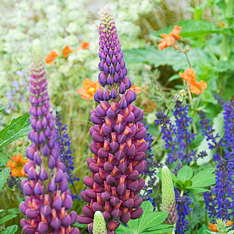 Lupine